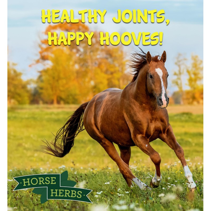 Horse Herbs Fill Support 1kg Bag | 100% Natural Horse