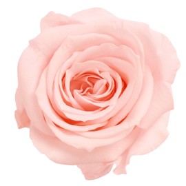 Daichi Farm DO003480-101 Preserved Flowers, Rose Izumi, Bridal Pink, Approx. Flower Diameter 1.4 - 1.8 x Height 1.4 - 1.4 inches (3.5 - 4.5 x 3.5 cm), 9 Wheels