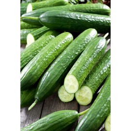 KIRA SEEDS - Cucumber Emelya - Open-Pollinated - Heirloom Vegetable - GMO Free