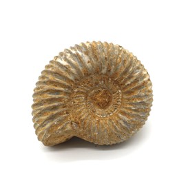 Tsukushi Science Ammonite Fossil Orthosphintes Late Jurassic Madagascar (20-30mm)