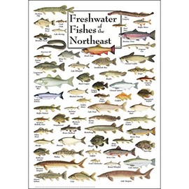 Earth Sky + Water - Freshwater Fishes of the Northeast - Poster