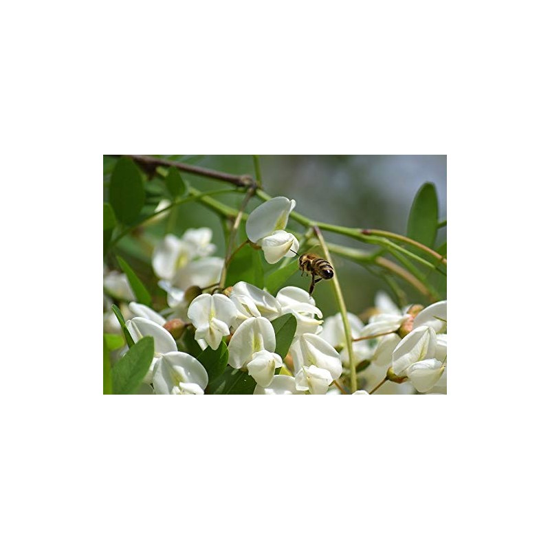 Little Bear with Honey 250g