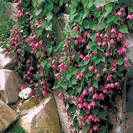 Park Seeds Rhodochiton Atrosanguineum Purple Bell Vine