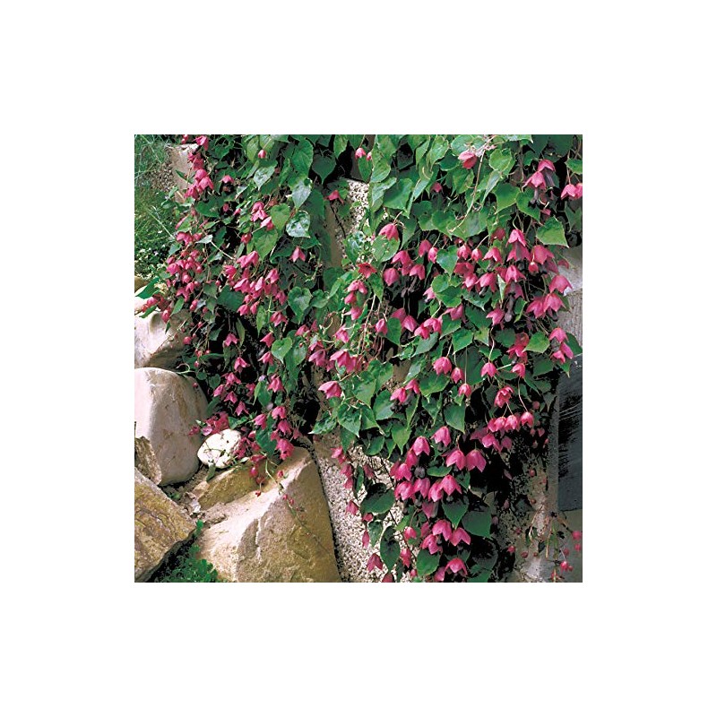 Park Seeds Rhodochiton Atrosanguineum Purple Bell Vine