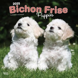 BrownTrout, Bichon Frise Puppies 2025 Wall Calendar
