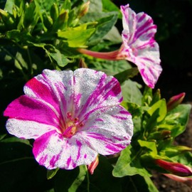 Outsidepride 100 Seeds Perennial Mirabilis Jalapa Four O' Clock Marbles Red White Flower Seed for Planting