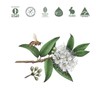 Koala Eco Dish Soap Lemon Myrtle & Mandarin 500ml