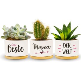 Darlena Beste Mama der Welt | Mum Gift, Birthday Gift | Herb Garden Gifts for Mum for Birthday, Mother's Day or Christmas | Flower Pots for Planting