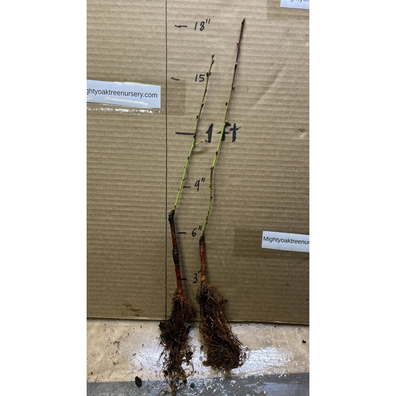 live plant Red Baron Peach Tree 6-12” tall, Fruit Tree-