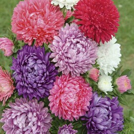 KIRA SEEDS - Pompon Aster Mix - Annual Flowers for Planting - GMO Free