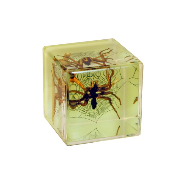 Real Spider Cube Desk Decoration