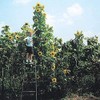 Skyscraper Sunflower Seeds for Planting 40 Seeds Huge 15-20 feet