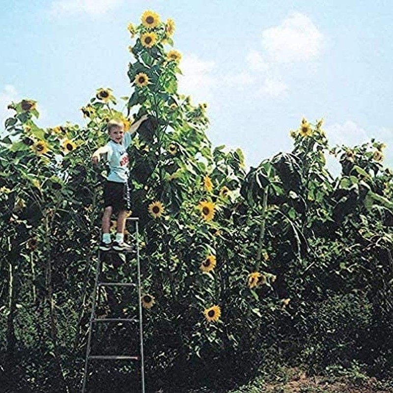 Skyscraper Sunflower Seeds for Planting 40 Seeds Huge 15-20 feet