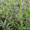 Outsidepride Comfrey Herb Seeds - 200 Seeds