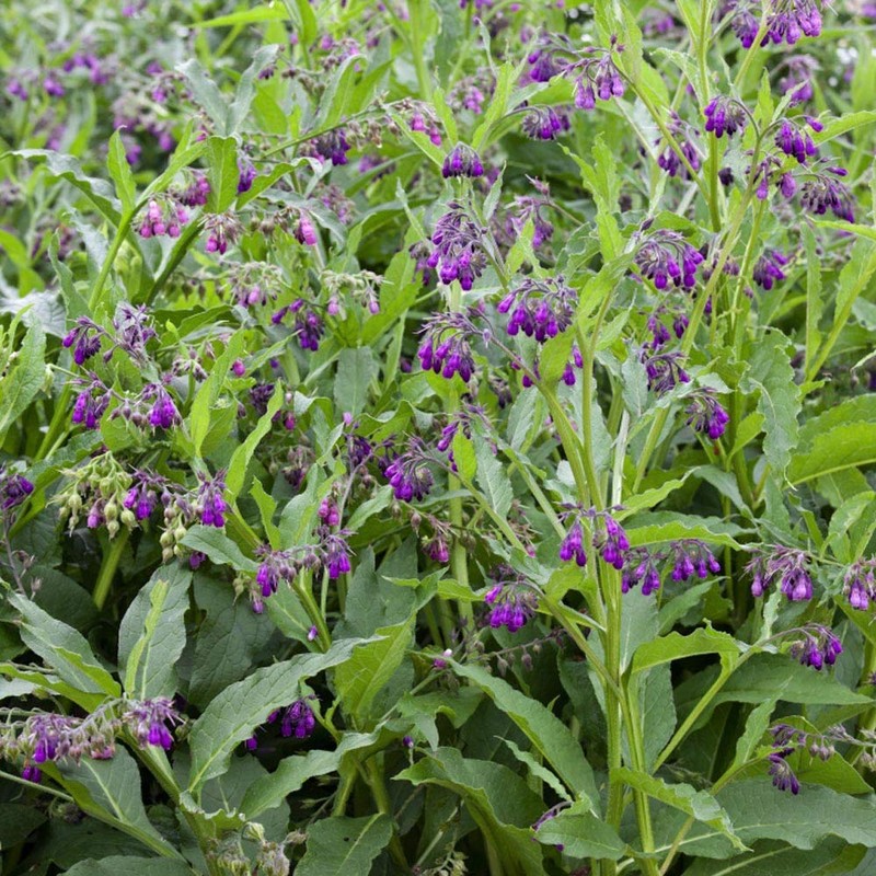 Outsidepride Comfrey Herb Seeds - 200 Seeds