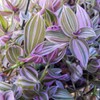 Wandering Jew Lilac - 2.5 inch Potted Plant - Tradescantia