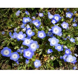 TomorrowSeeds - Baby Blue Eyes Seeds - 1500+ Count Packet - for 2025 Planting Garden Seed Nemophila Menziesii Sky Blue Flower Miharashi