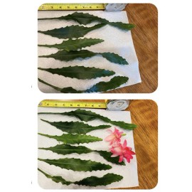 Unbranded 1 Unrooted Cutting 8-10” Rare orchid cactus German Empress Epiphyllum Fresh