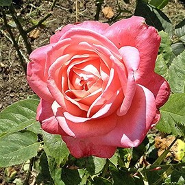 Heirloom Roses Rose Plant - Portrait Pink Rose Bush, Hybrid Tea Live Plant for Planting Outdoors