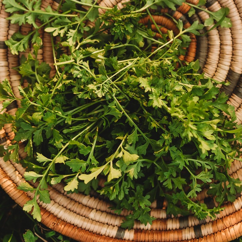 Garden Cress - 300Seeds - Heirloom & Open-Pollinated Variety, non-GMO