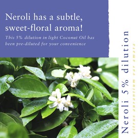 Absolute Aromas Neroli 5% - 100% Pure, Natural Neroli Essential Oil diluted to 5% in Coconut Oil, 10 ml