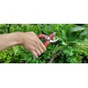CHIKAMASA PS-8PLUS-R Professional pruning shears for horticulture and flowers with