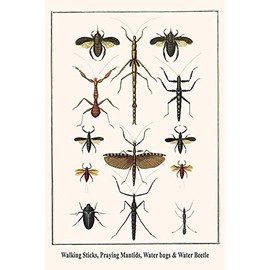 BuyEnLarge Walking Sticks, Praying Mantids, Water bugs & Water Beetle (20x30 Paper Poster)