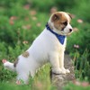 Cosmos Pet Bandana Puppy Dog Scarf Collar Neckchief with Adjustable