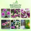Outsidepride Ornamental Kale Seeds - 2000 Pcs. Annual, Easy to