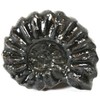 EISCO 4cm Mesozoic Ammonite Fossil Replica, Perisphinctes