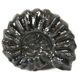 EISCO 4cm Mesozoic Ammonite Fossil Replica, Perisphinctes