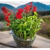 Lucky Bamboo Plants 100 LUCKY BAMBOO PLANTS 4" Free 5
