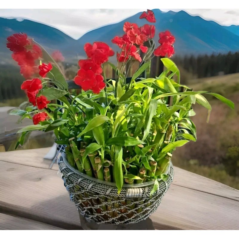 Lucky Bamboo Plants 100 LUCKY BAMBOO PLANTS 4" Free 5