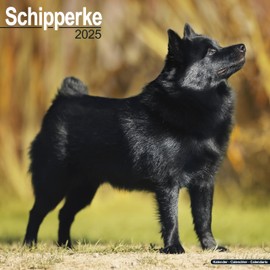 Schipperke Calendar 2025 | Square Dog Breed Wall Calendar - 16 Month