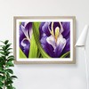 Modern Iris Flowers Vol.8 H1022 Framed Print for Living Room