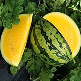 Yellow Gem Sweet Watermelon Seeds 20 Seed CT