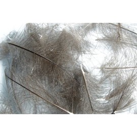 1g - CDC (Cul de Canard) Feathers - DARK DUN - For fly tying
