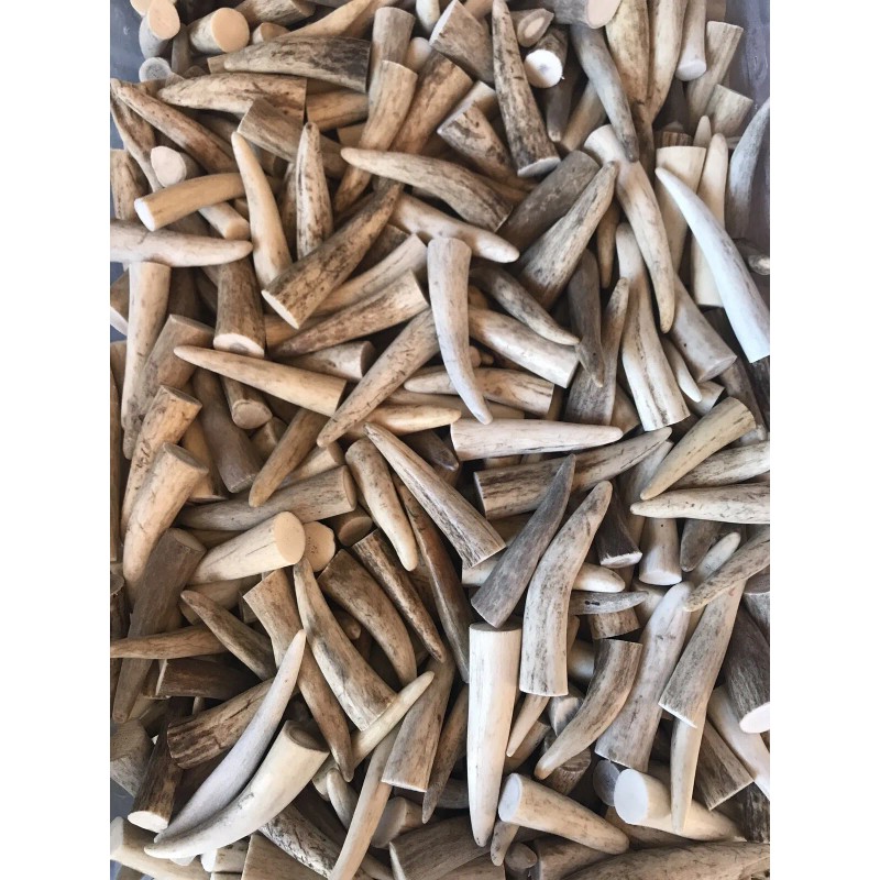 FIFTY-PACK (50) Natural Elk/Deer Antler Tips (A,B, & C Grades)