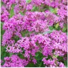 Pollinator Attracting Wildflower Seeds - Attracts Bees, Butterflies, and Other