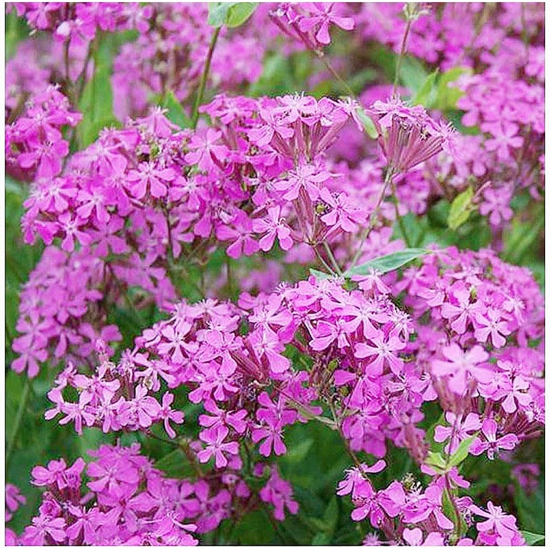 Pollinator Attracting Wildflower Seeds - Attracts Bees, Butterflies, and Other