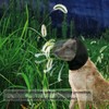 Field Guard for Dogs Outdoor Hiking Camping Foxtail Mask for
