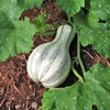 TomorrowSeeds - Green Striped Cushaw Seeds - 60+ Count -
