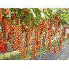 CEMEHA SEEDS - Vine Red Tomato Indeterminate Non GMO Vegetable