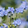 Outsidepride Chinese Forget Me Not Flower Seed - 1 LB