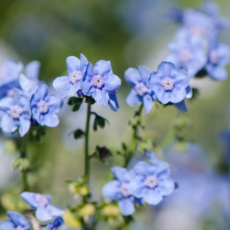 Outsidepride Chinese Forget Me Not Flower Seed - 1 LB