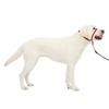 PetSafe Gentle Leader Headcollar No-Pull Dog Collar - Helps Improve