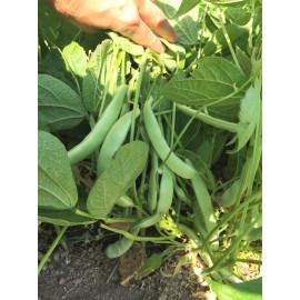 TomorrowSeeds Roma II Romano Bean Seeds | Italian Roma 2 Bush Beans Green Heirloom Seed 2025 - 30+ Count