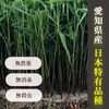 Kintoki Ginger, 2.4 oz (70 g), Ginger Powder, Kintoki Ginger