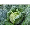 Seeds Savoy Cabbage Vertus Beautiful Vegetable Heirloom Ukraine for Planting