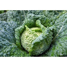 Seeds Savoy Cabbage Vertus Beautiful Vegetable Heirloom Ukraine for Planting